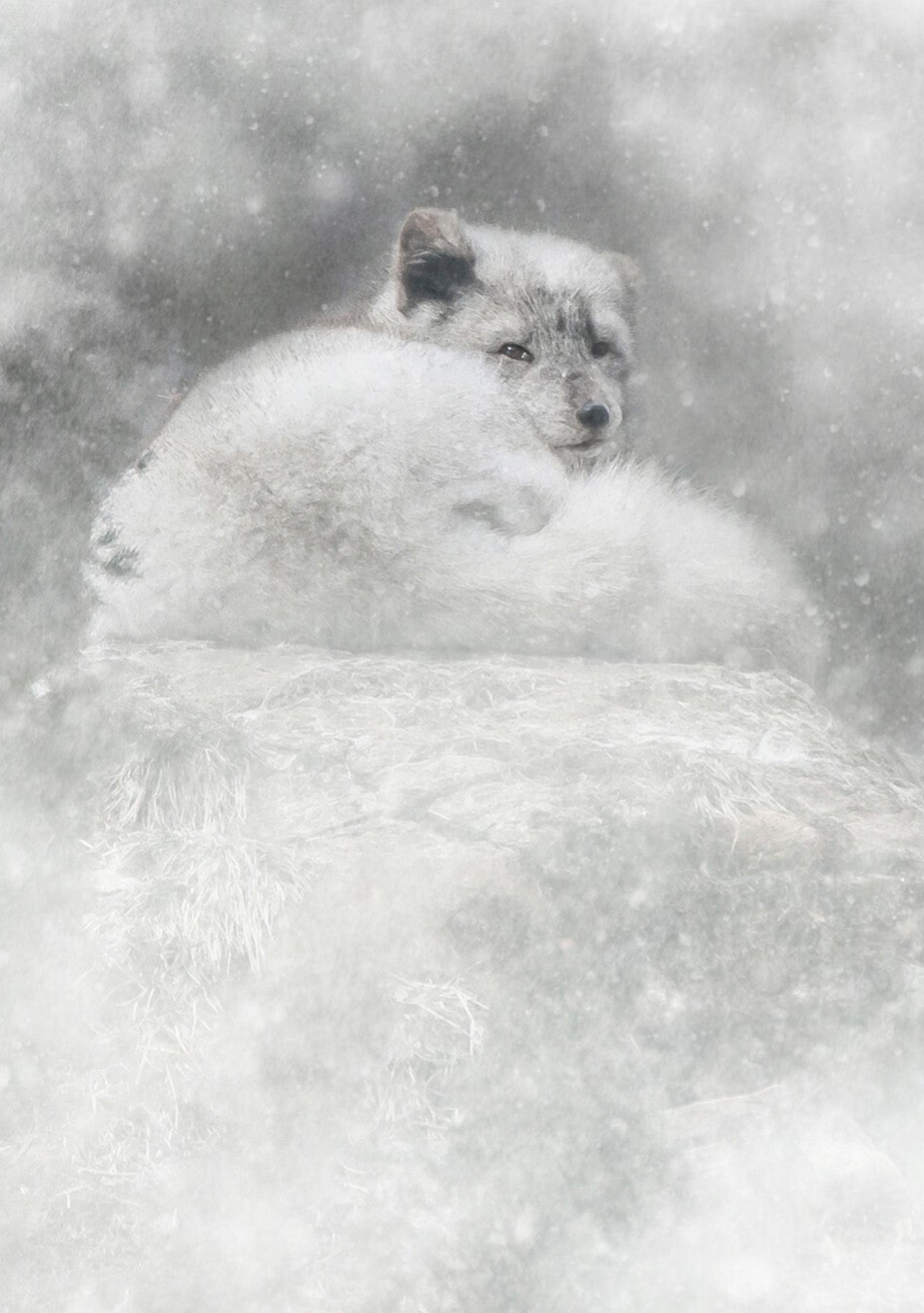 Winter Coat • Arctic Fox  RZSS-HWP20-24