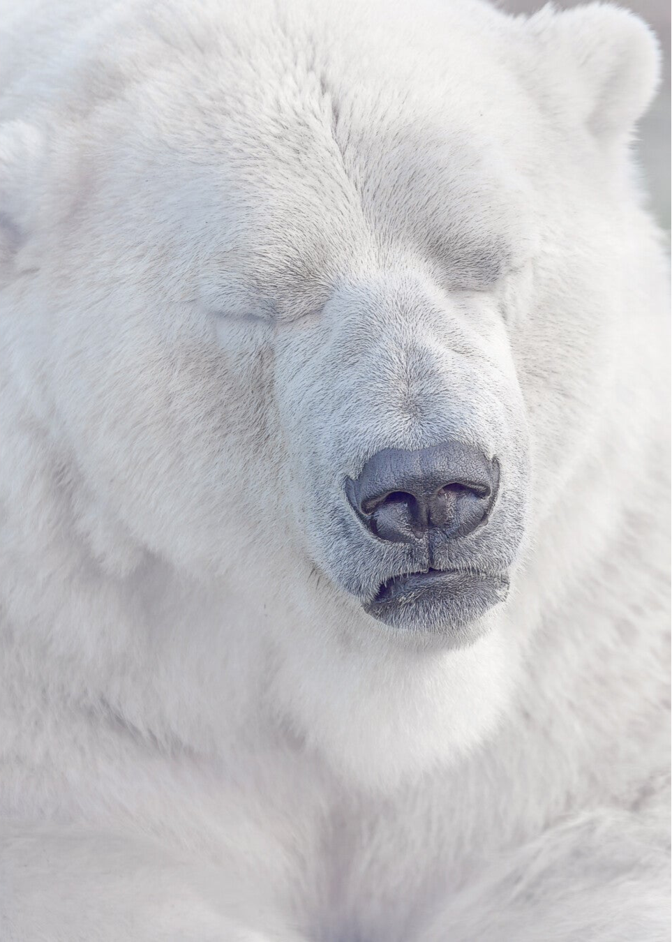 Power Napping • Polar Bear RZSS-HWP20-59