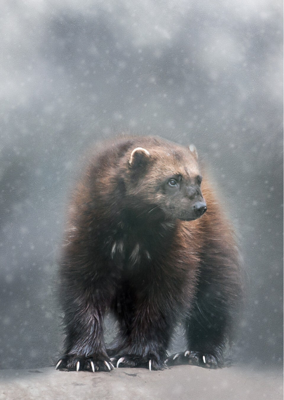 Paws & Claws • Wolverine  RZSS-HWP20-38