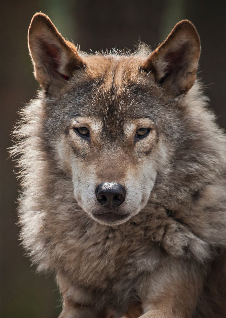 The Guard • European Grey Wolf  25-RZSS-64