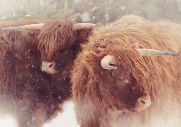 Cattle are Lowing SS21-07  Highland Cow