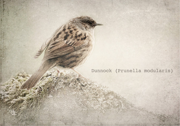 Dunnock  SS20-59