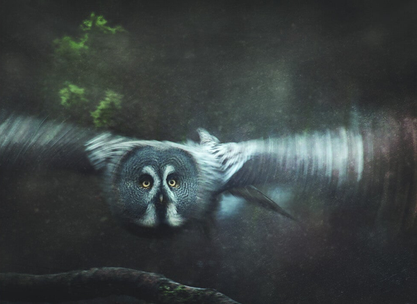 Great Grey Owl {Strix nebulosa} RZSS-72