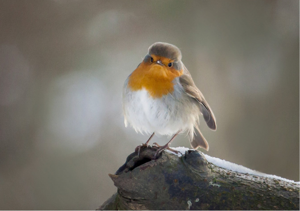 Not so Chirpy. SS21-08