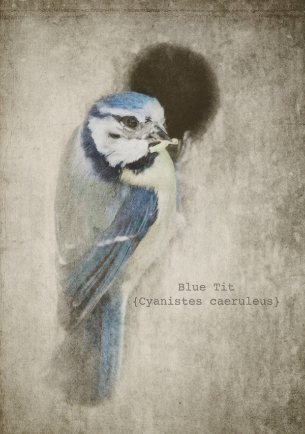 Blue Tit  SS20-58