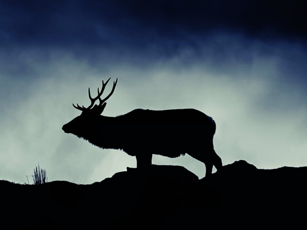 Greetings Card - Stag 26/10