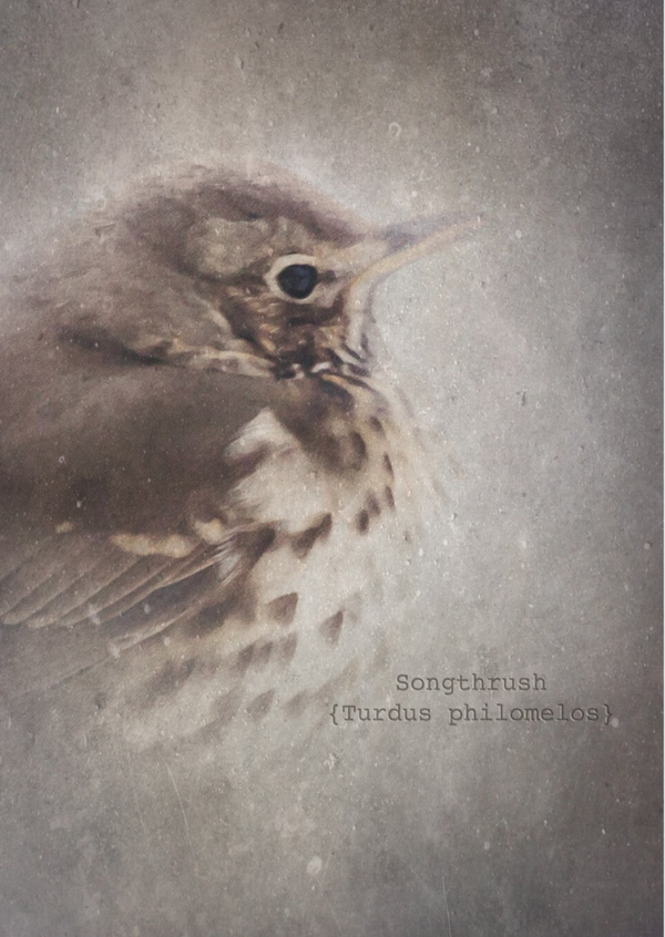 Songthrush  SS20-61