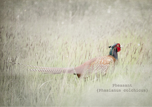 Pheasant  SS20-88