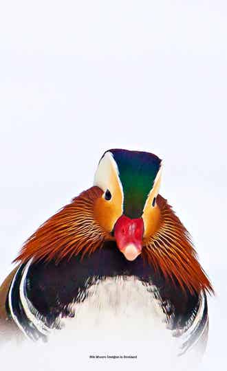 Teatowel - Mandarin Duck