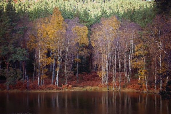 Fine Art Print : Dinnet Walks