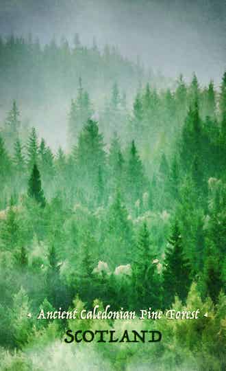 Teatowel • Ancient Caledonian Pine Forest • Scotland
