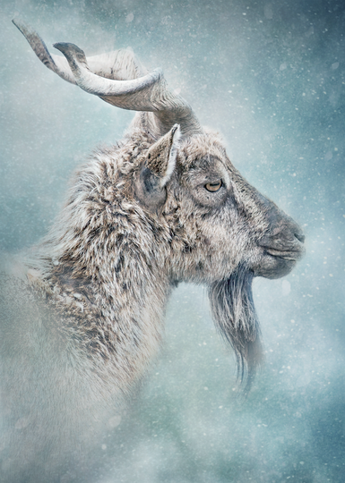 Fine Art Print : Turkmenian Markhor