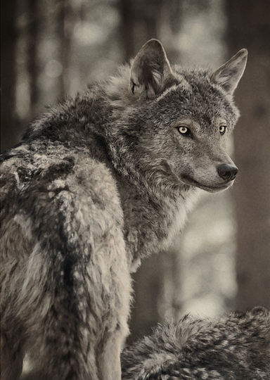 Fine Art Print : Leader of the Pack • Wolf