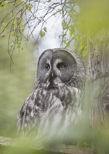 Fine Art Print : Great Grey Owl