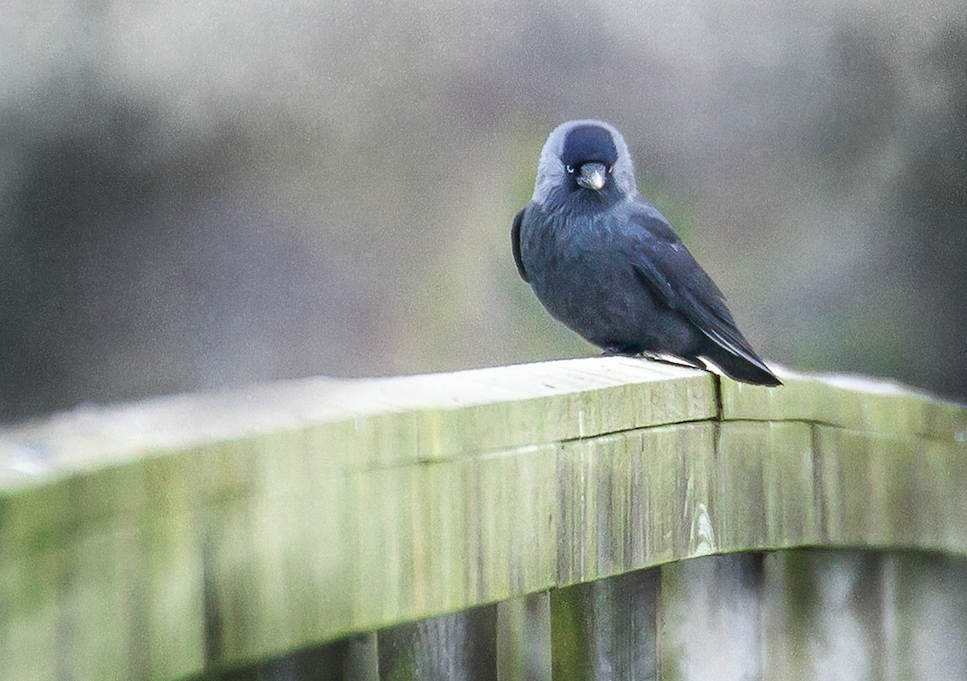 Good Hair Day • Corvid SS20-07