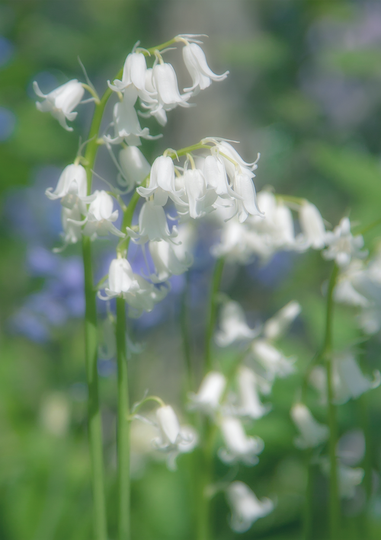 Bluebells of White   SS20-37