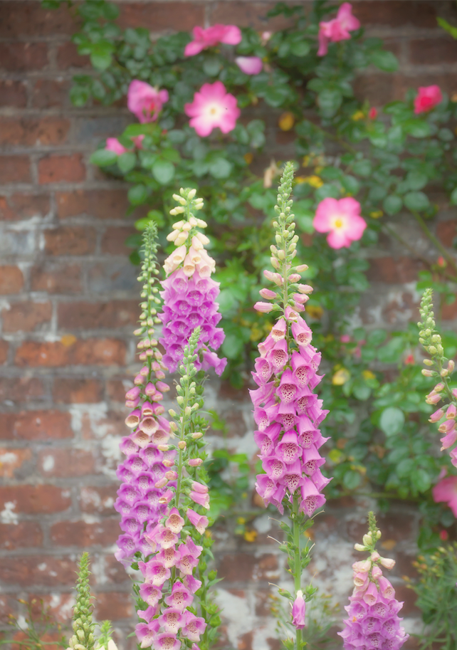 The Garden Wall   SS20-38