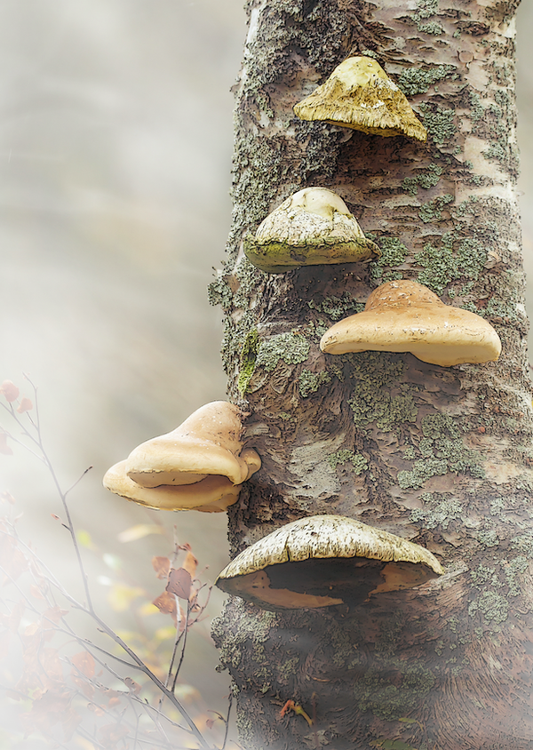 Autumn Trees  {The Fungus Amungus}  SS20-39