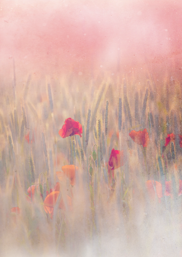 Fine Art Print : Poppy Field