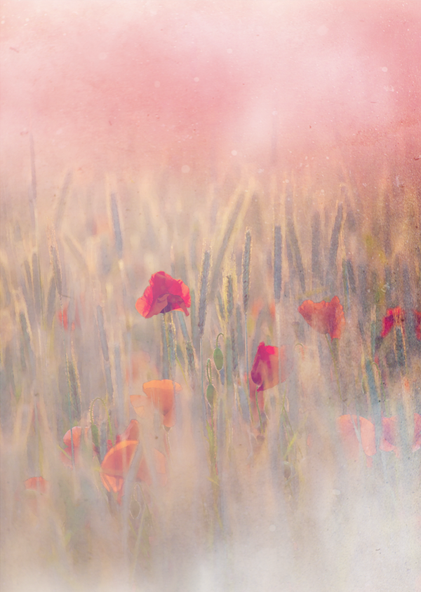 Golden Fields of Red {Poppies & Barley}  SS20-40