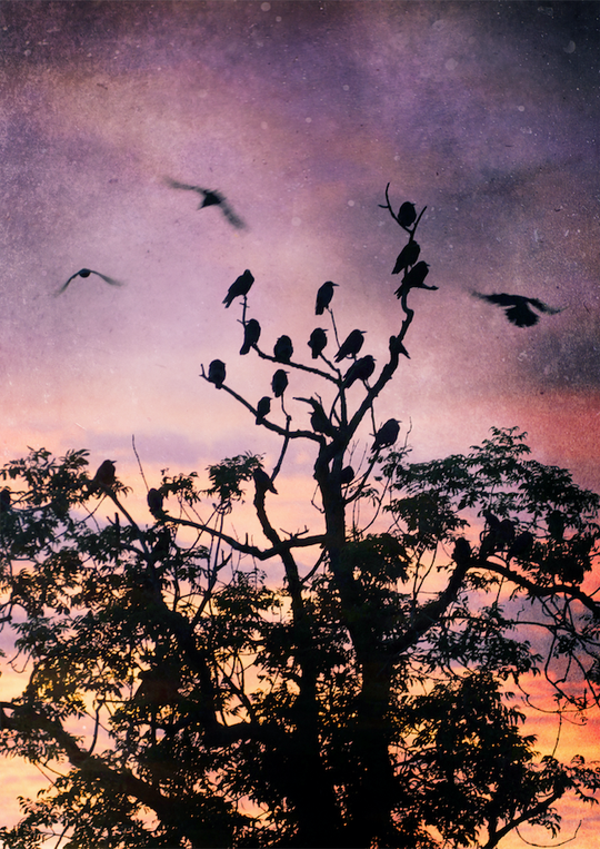 Spot the Craw SS20-42