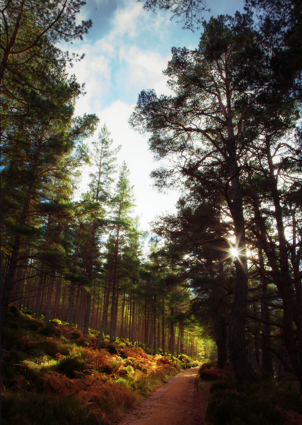 Autumn Sunshine • Glentanar Forest Aberdeenshire   SS20-43