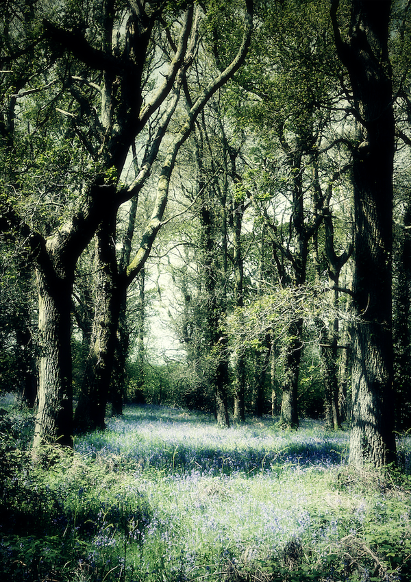 Bluebell Wood  SS20-48