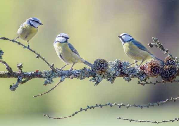 The Lonely Ladybird  SSP20-54