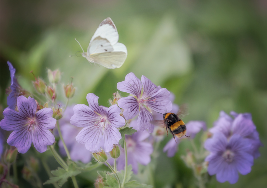 The Bumblebee and Butterfly  SS20-63