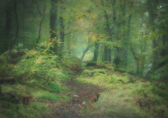 Fine Art Print : Forest Footpath