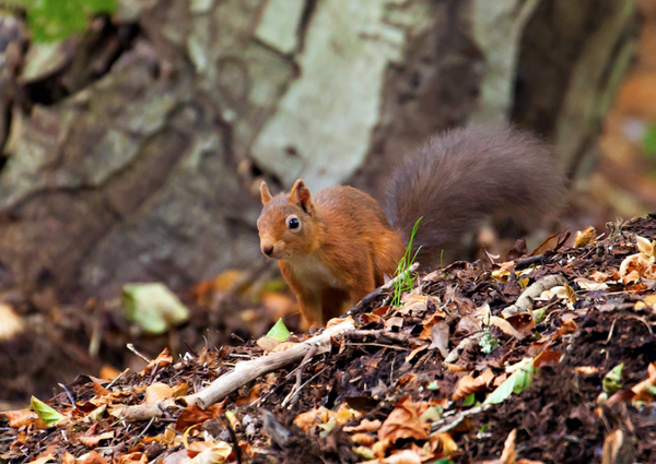 Bright Eyed...  SSL19-23