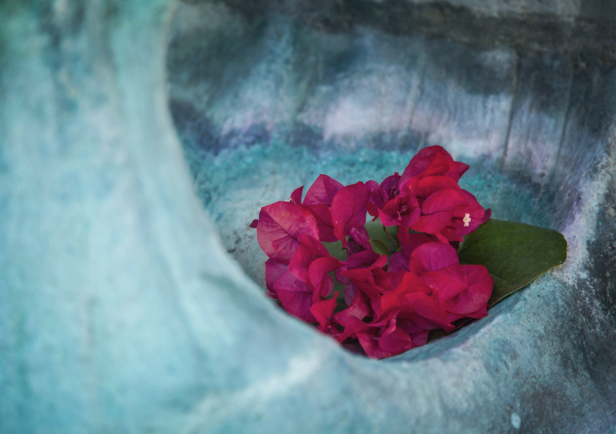 Fine Art Print : Bougainvilla