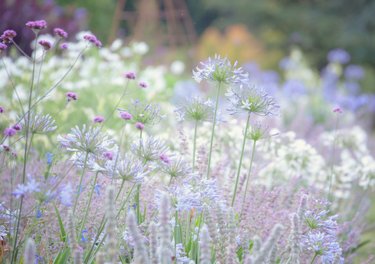 A Sea of Blue SSL19-61