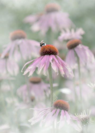 Fine Art Print : Pastel Coneflower