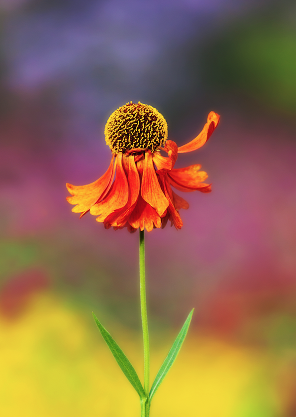 Come on Over  {Helenium}  SSP19-10