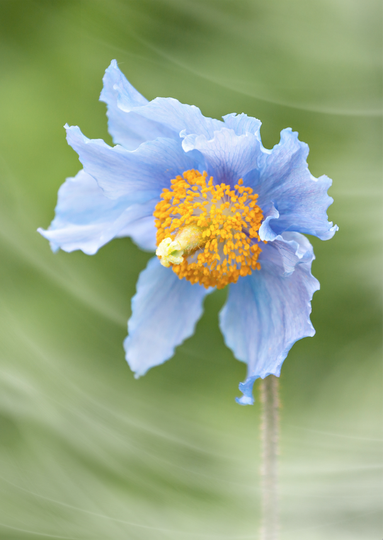 Rhumba Rhythm  {Himalayan Blue Poppy}. SSP19-11