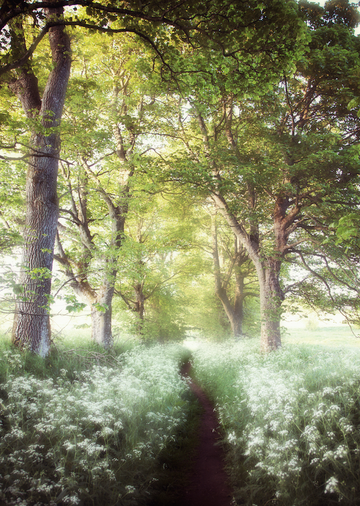 Fine Art Print : Frothy Footpath