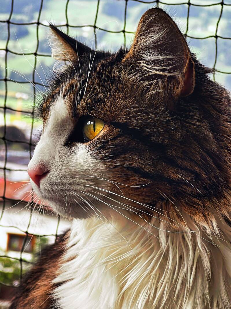 Der weiß-braun getigerter Kater Happy
