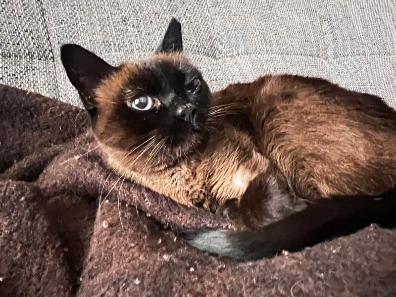 Siammix Katze mit blauen Augen - Toffee