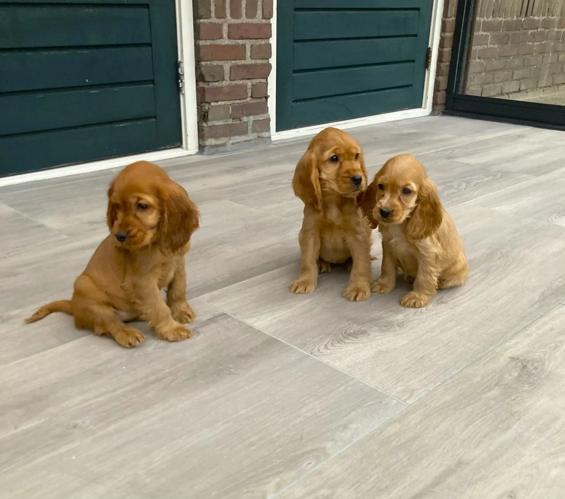 Engelse Cocker spaniel