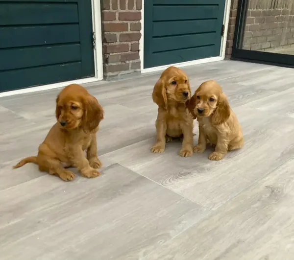 Engelse Cocker spaniel