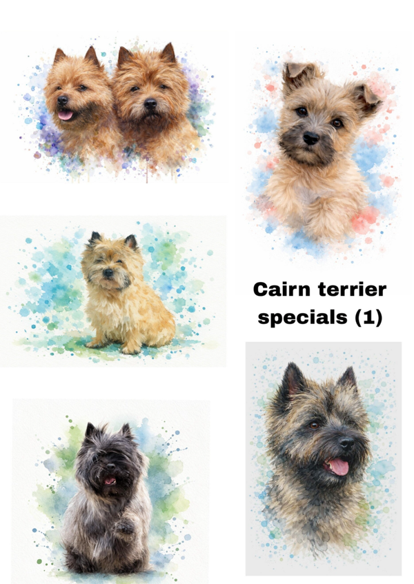 Pakketje van 5 kaarten  "Cairn terrier"
