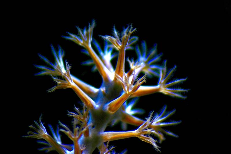 anemone-in-closeup-