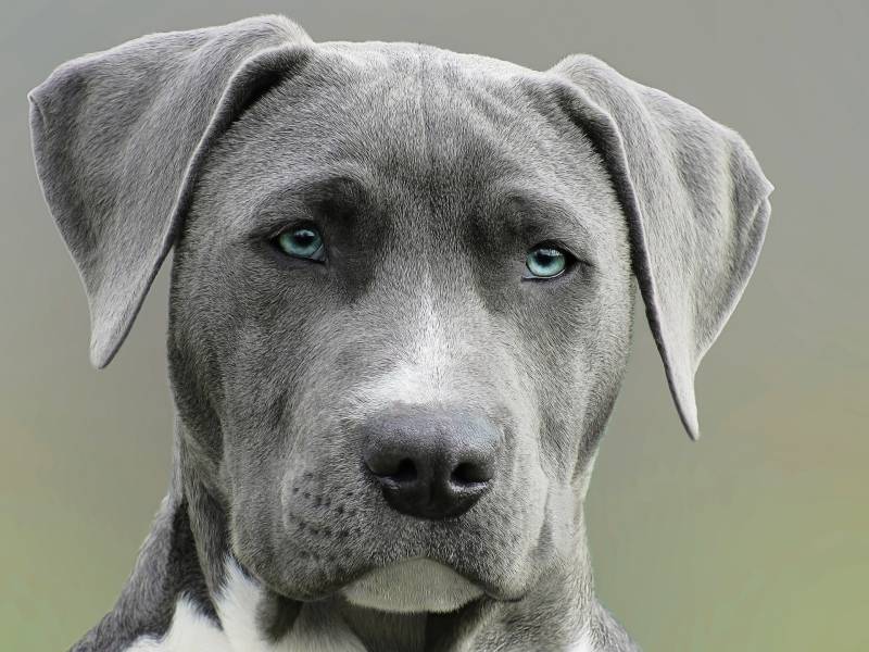 close-up-photography-of-adult-black-and-white-short-coat-dog
