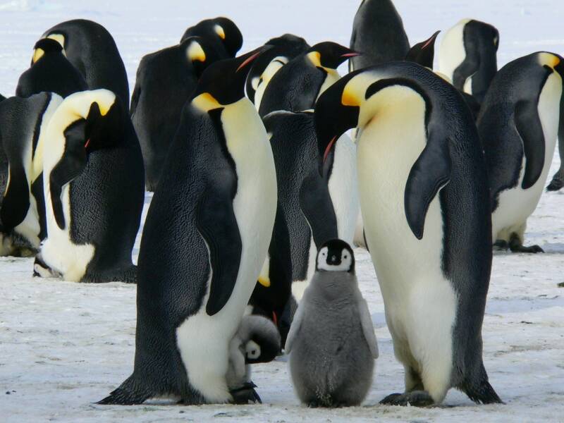 cold-nature-cute-ice