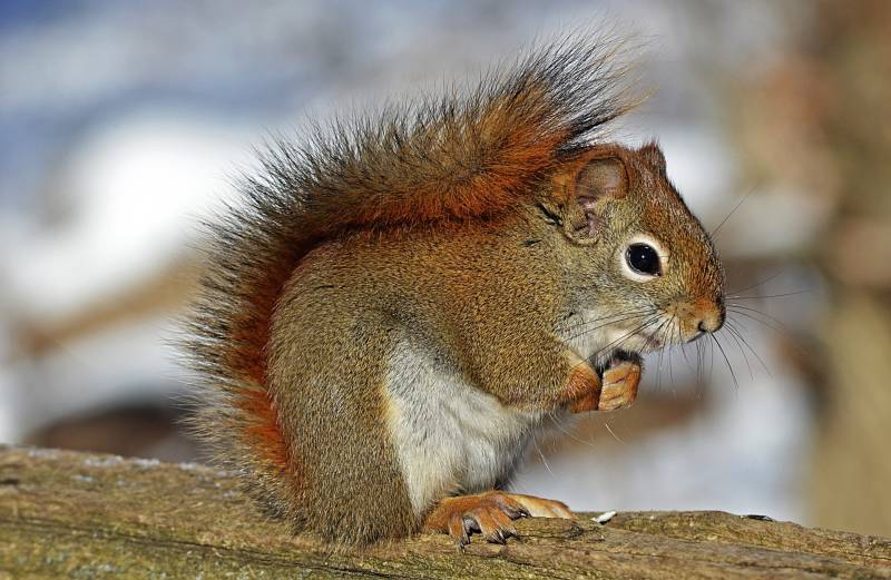 nature-animal-cute-rodent