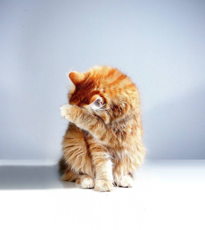 orange-tabby-cat-on-white-table