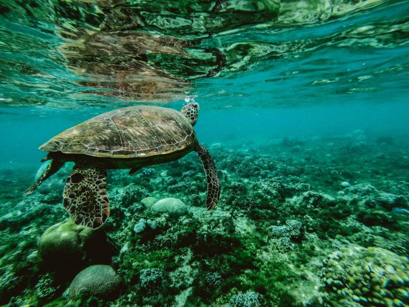 photo-of-a-turtle-underwater