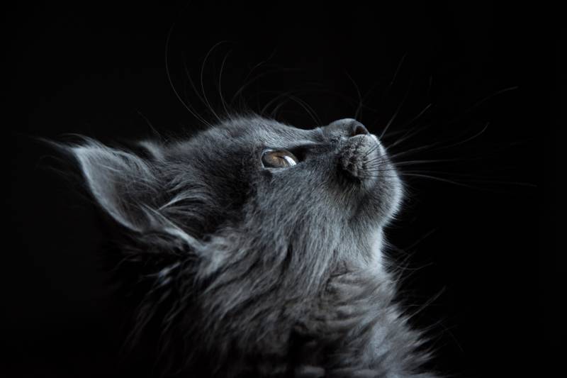 photo-of-gray-cat-looking-up-against-black-background