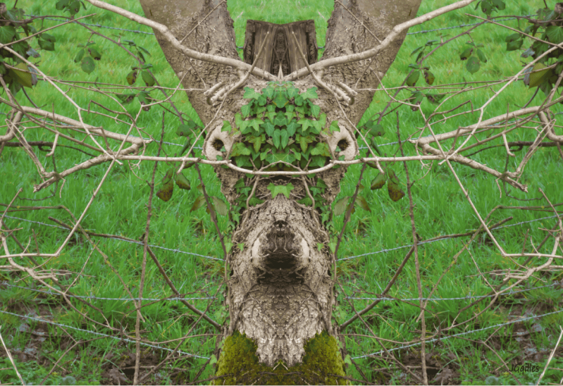 arbre biche